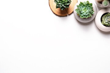 On a white table there are three succulents together for a beautiful decor. A place for text is an empty space
