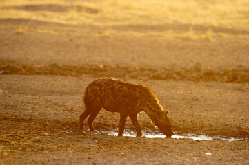 Spotted Hyaena ( Crocuta crocuta ) Kgalagadi Transfrontier  Park, South Africa