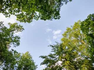 green trees and the sky - In Maramures, Romania