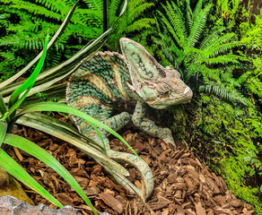 green chameleon - reptile, closeup view © Herman Vlad