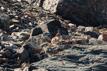 Well-fed brown hare sits on rocks in the wild. Mountain Hare (Lepus Timidus) in the natural habitat. Wild hare.