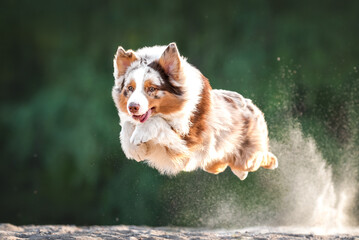 Action motion photo of brown white red merle australian shepherd dog running flying in the sand the background green trees, four paws in the air