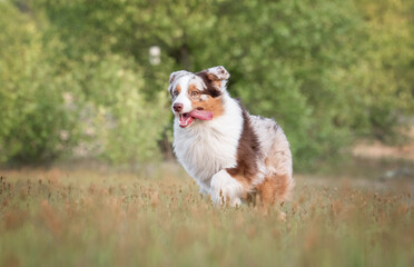 Action motion photo of happy brown white red merle australian shepherd dog running in the grass on the background green trees in summer