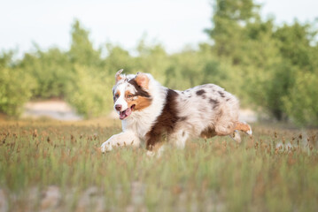 Action motion photo of crazy brown white red merle australian shepherd dog running in the grass on the background green trees in summer - obrazy, fototapety, plakaty
