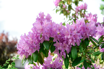 Purple rhododendron flower blooms