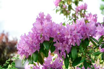 Obraz premium Purple rhododendron flower blooms