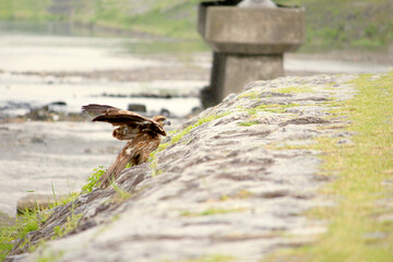 飛ぼうと頑張る野鳥の姿