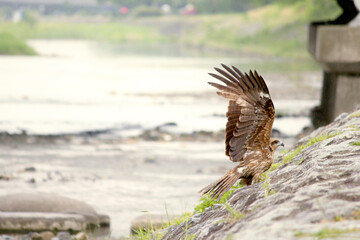 飛ぼうと頑張る野鳥の姿
