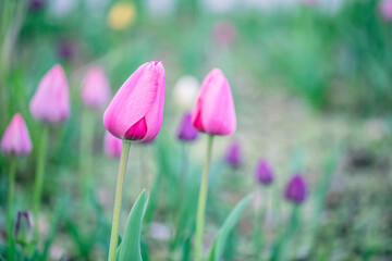 Beautiful colorful pink tulip background photo
