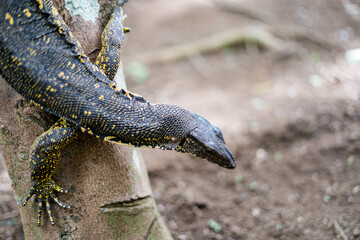 Alerted monitor lizard in tree trunk