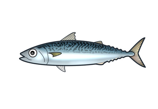 mackerel fish, blue and silver, side view clip art preview