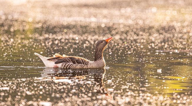 Gray Goose With Poplar Pollen Floating On The Water In The Morning Sun