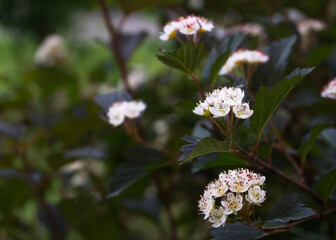 Beautiful blooming white spirea flowers. White spring flowers 2