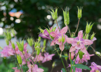 Columbine European or common (Aquilegia vulgaris), a flowering plant in the garden