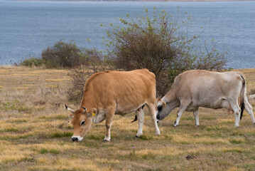 cows grazing on the shores lake