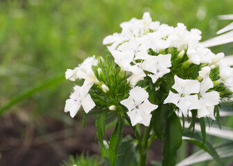 White carnation flower close up