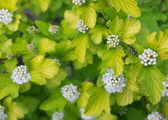White flowers of wild hydrangea 2
