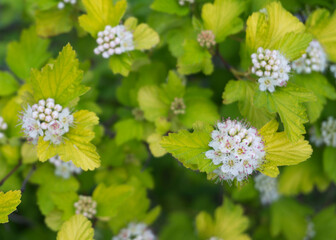 White flowers of wild hydrangea 3