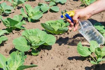 Naklejka premium Treatment of cabbage seedlings before flowering with a fungicide against pests and diseases. Spraying plants with a sprayer. Garden care.