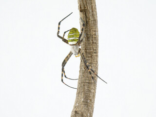木の棒のそばにぶら下がるコガネグモ