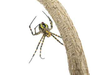 ぶら下がるコガネグモの裏面