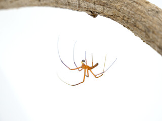 糸を出して枝からぶら下がっているオオジョロウグモの雄