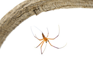 糸でぶら下がっているオオジョロウグモの雄