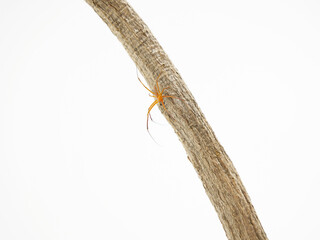 木の棒にいるオオジョロウグモの雄