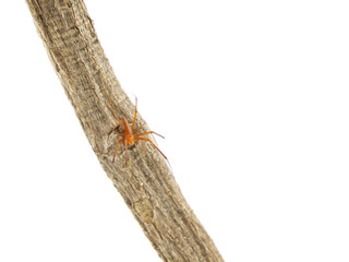 Obraz premium 棒にくっついているオオジョロウグモの雄