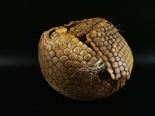 隙間から白い毛が出ているミツオビアルマジロ