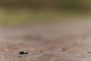 slow snail macro garden nature is small