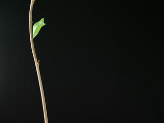 細い木の枝で蛹化したアゲハチョウ