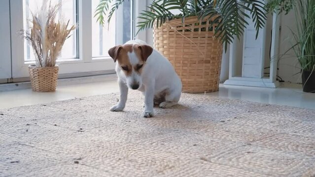 Portrait of a cute calm Jack Russell dog sitting on a mat near a large window with green plants. Slow motion. Home comfort concept. Scandinavian style with green plants.