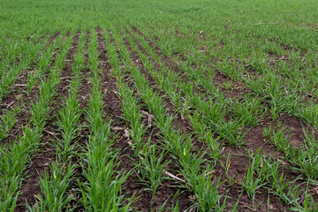 rows of green young shoots , the concept of agriculture, planted wheat or rye field
