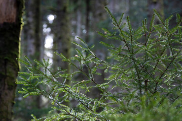 Détail de branches de résineux conifère dans la forêt des Vosges