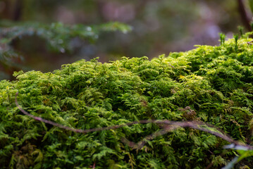 Mousse verte sur une souche de sapin dans la forêt des Vosges. Macro et gros plan