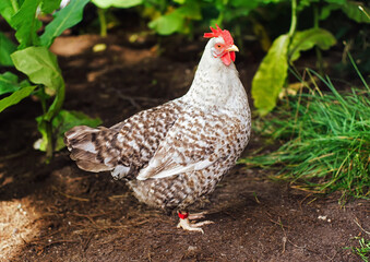 Foraging hen under bush on farm