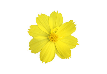 Isolated yellow cosmos flower with clipping paths.