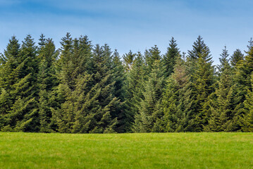 Prairie herbeuse, ligne de sapins et ciel bleu. Trilogie naturelle dans les Vosges