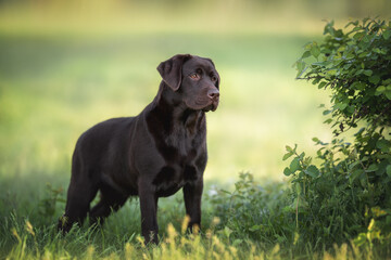 Beautiful chocolate brown labrador retriever dog standing in the green grass near bush with leaves...