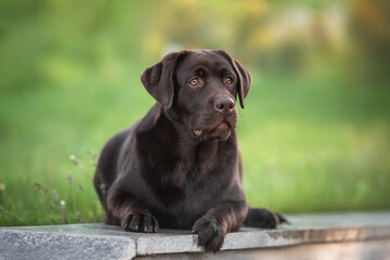 Photo of laying beautiful chocolate brown labrador retriever dog on the summer green background