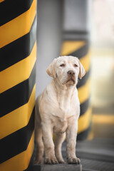 Serious cute light yellow labrador retriever puppy dog posing standing on the parking near black orange pillar