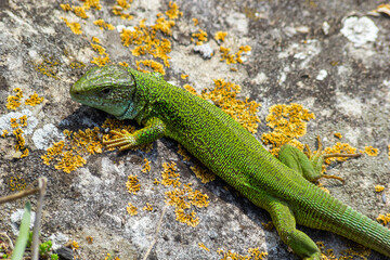 Green lizard, Lacerta viridis, is a species of lizard of the genus Green lizards. Lizard on the stone