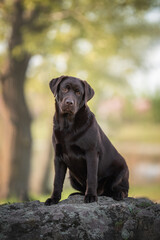 Outdoors photo of chocolate brown labrador retriever dog sitting on the big grey rock looking in camera on summer background