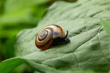 Oxychilus draparnaudi snail, blue body, on a green leaf. macro