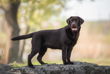 Outdoors photo of chocolate brown labrador retriever dog standing on the big grey rock looking in...