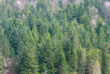 Gros plan d'une forêt de sapin sur une pente montagneuse. Texture de végétation