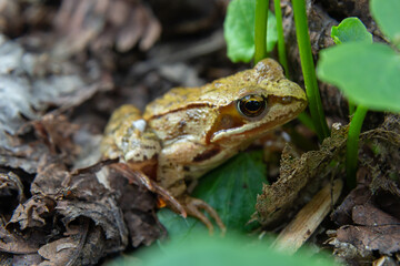 Frog sitting in ambush on green moss. Its a spring frog, Rana dalmatina. In the Spring Forest