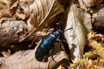 Violet oil beetle, Meloe violaceus feeding on grass, macro photo