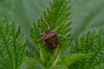 Close up of the sloe bug or Hairy shieldbug, Dolycoris baccarum, in the garden on a green leaf